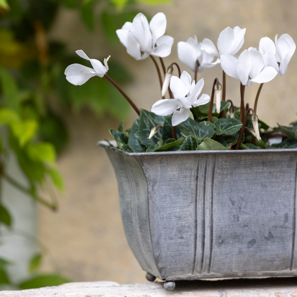 Ornate Zinc Planters With Feet