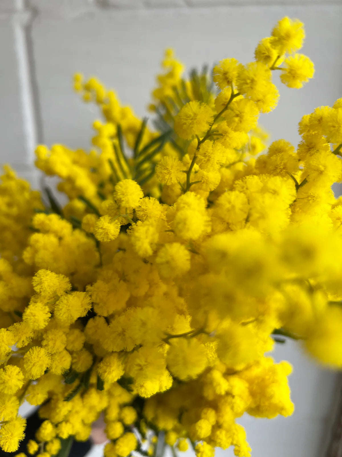 Mimosa Bunch